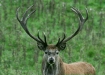 Red Deer